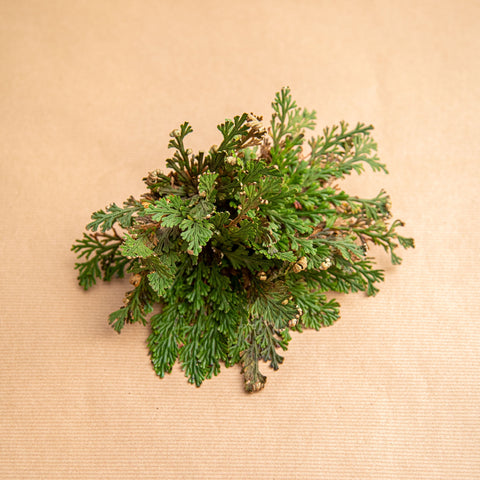 Simegarden Rosa del deserto 8-12cm / La pianta sarà consegnata in riposo vegetativo