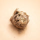 Simegarden Rosa del deserto 8-12cm / La pianta sarà consegnata in riposo vegetativo