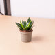 Simegarden Sanseveria hahnii