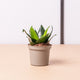 Simegarden Sanseveria hahnii