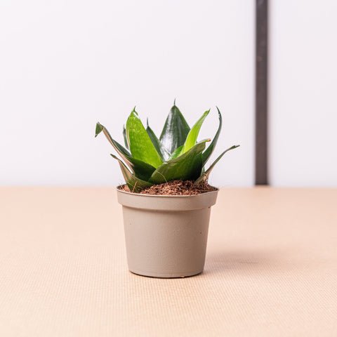 Simegarden Sanseveria hahnii