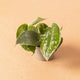 Simegarden Scindapsus pictus baby