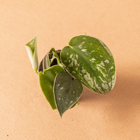 Simegarden Scindapsus pictus baby