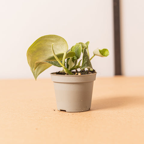 Simegarden Scindapsus pictus baby