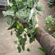 Simegarden Scindapsus pictus grande 18cm