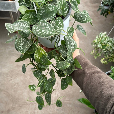 Simegarden Scindapsus pictus grande 18cm