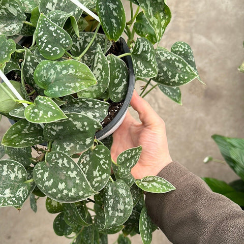 Simegarden Scindapsus pictus grande 18cm