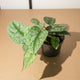 Simegarden Scindapsus trebie 12cm