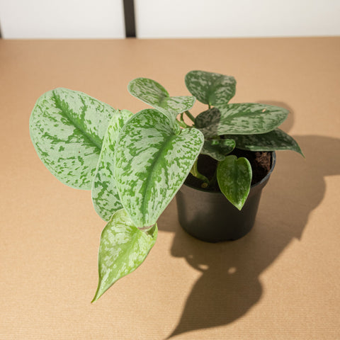 Simegarden Scindapsus trebie 12cm