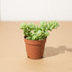 Simegarden Sedum burrito baby 5.5cm
