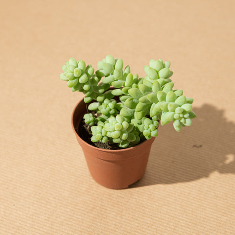 Simegarden Sedum burrito baby 5.5cm