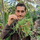 Simegarden Senecio peregrinus 14cm