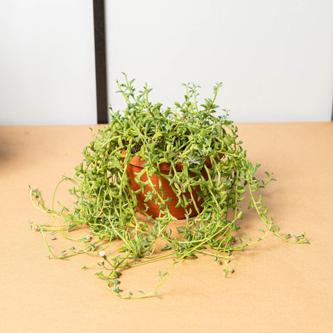 Simegarden Senecio peregrinus 14cm
