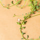 Simegarden Senecio peregrinus 14cm