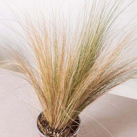 Simegarden Stipa tenuifolia