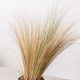 Simegarden Stipa tenuifolia