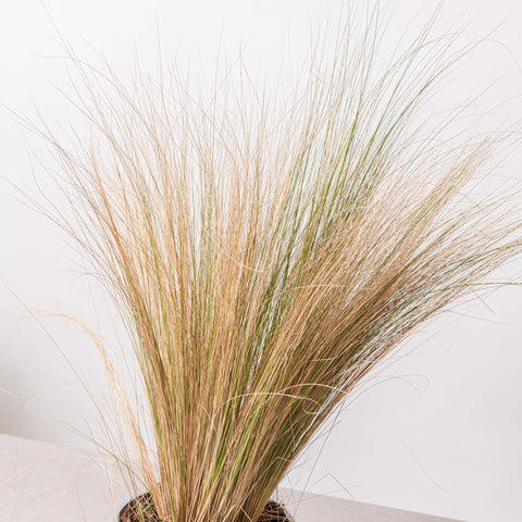 Simegarden Stipa tenuifolia