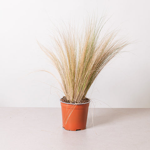 Simegarden Stipa tenuifolia