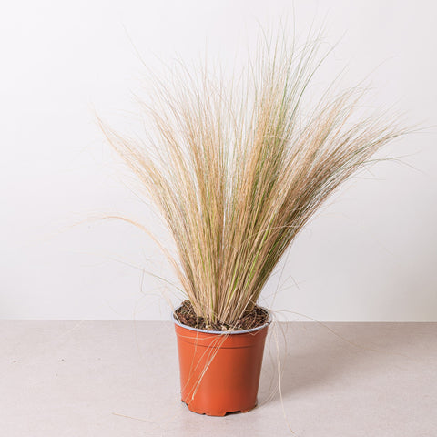 Simegarden Stipa tenuifolia