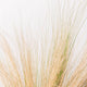 Simegarden Stipa tenuifolia