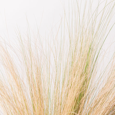 Simegarden Stipa tenuifolia