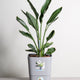 Simegarden Strelitzia reginae 24cm