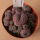 Simegarden Sulcorebutia rauschii