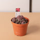 Simegarden Sulcorebutia rauschii