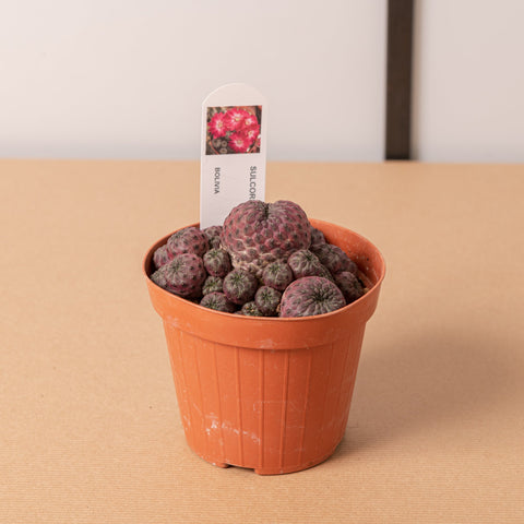 Simegarden Sulcorebutia rauschii