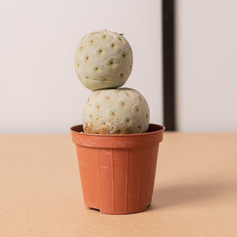 Simegarden Tephrocactus geometricus 2 palle