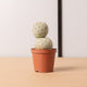 Simegarden Tephrocactus geometricus 2 palle