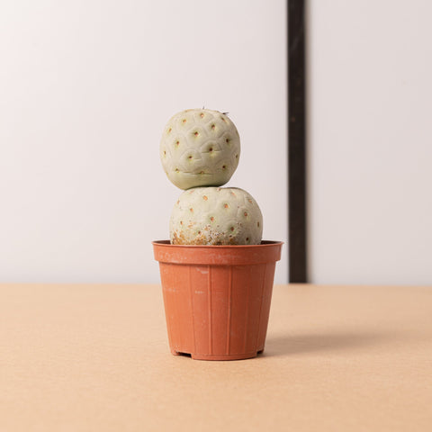 Simegarden Tephrocactus geometricus 2 palle