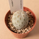 Simegarden Tephrocactus geometricus