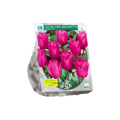 Simegarden Tulipano Don Quichotte 20