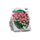 Simegarden Tulipano doppio fiore di pesco precoce 20