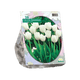 Simegarden Tulipano maureen 20