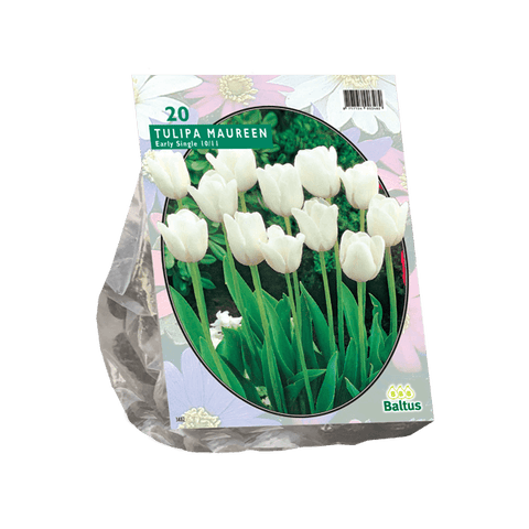 Simegarden Tulipano maureen 20