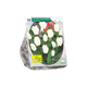 Simegarden Tulipano purissima 20