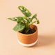 Simegarden Vasetto in ceramica Terracotta