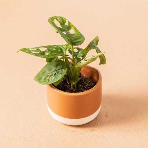 Simegarden Vasetto in ceramica Terracotta