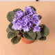 Simegarden Violetta africana