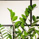 Simegarden Zamioculcas 14 cm / >30 cm