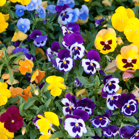 Simegarden Violette del pensiero